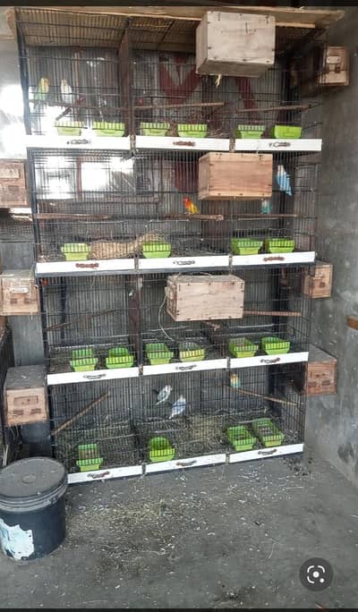 12 posan cage ha