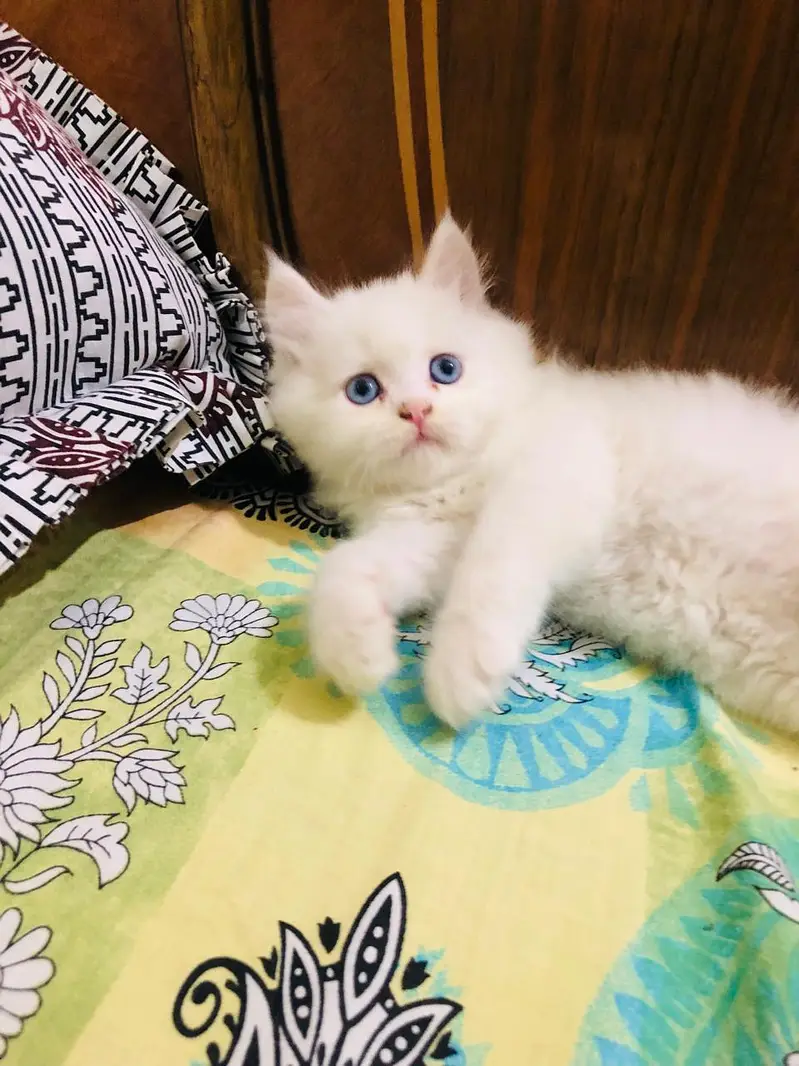 cash on delivery parshion kitten cat male and female British — photo 11
