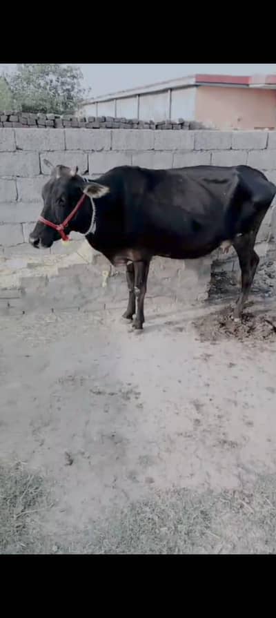 cholistani frison cross cow