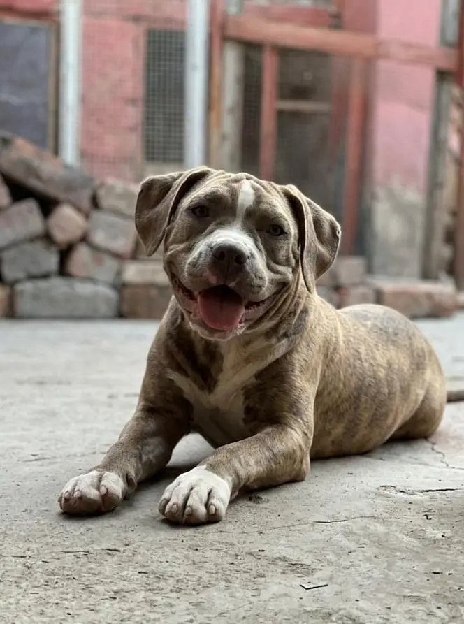American bully female puppy for sale — photo 2