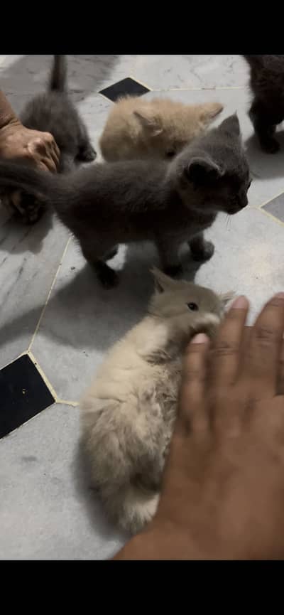 Persian kitten for sale