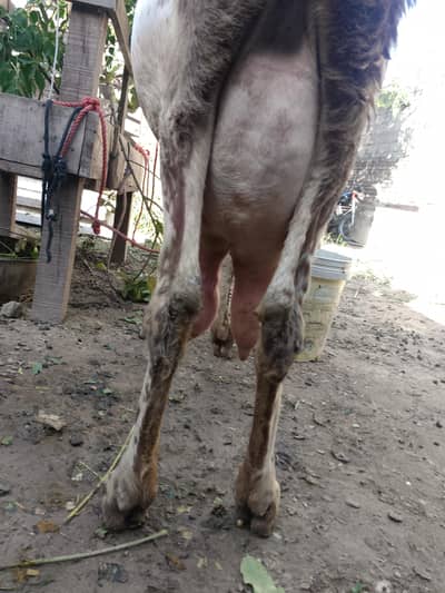 Makhi cheni bakri for sale