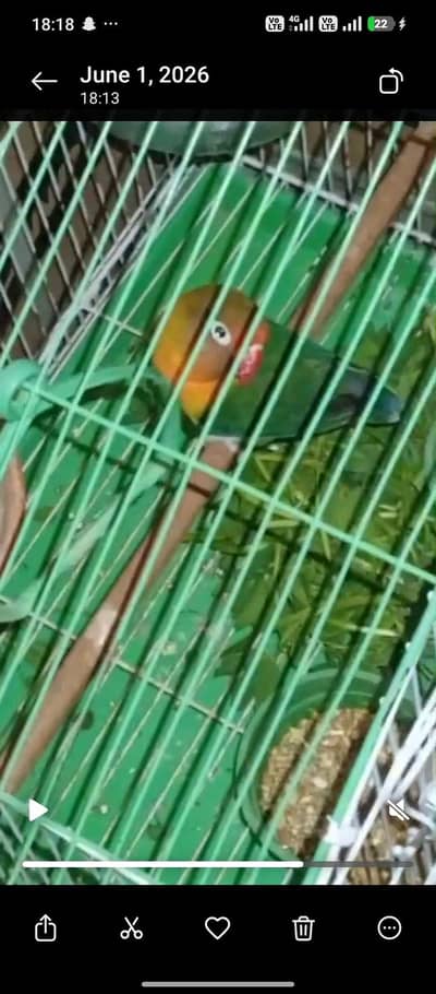 love bird breeder pair