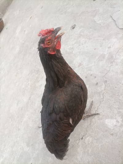 Hen for sale eggs laying hen for sale