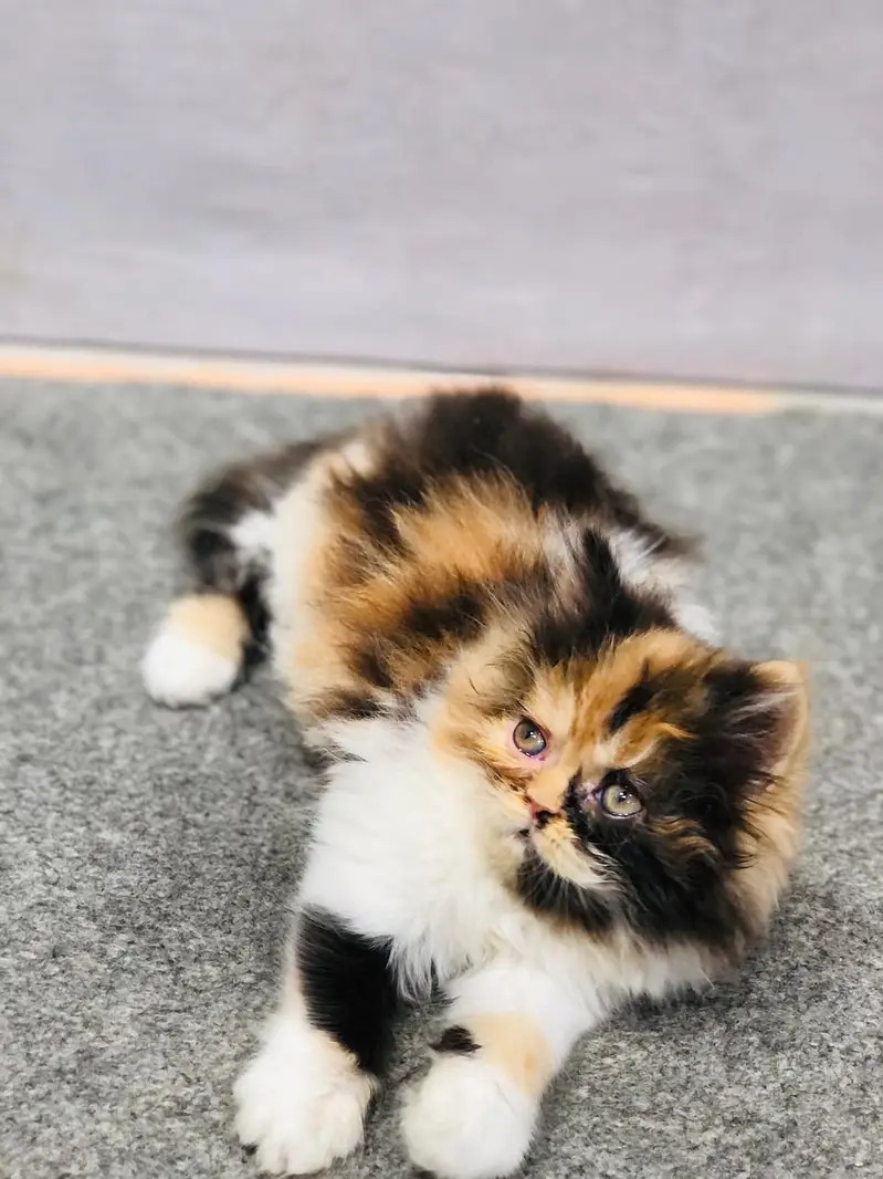 cash on deliveryparshion kitten cat male and female British — photo 5
