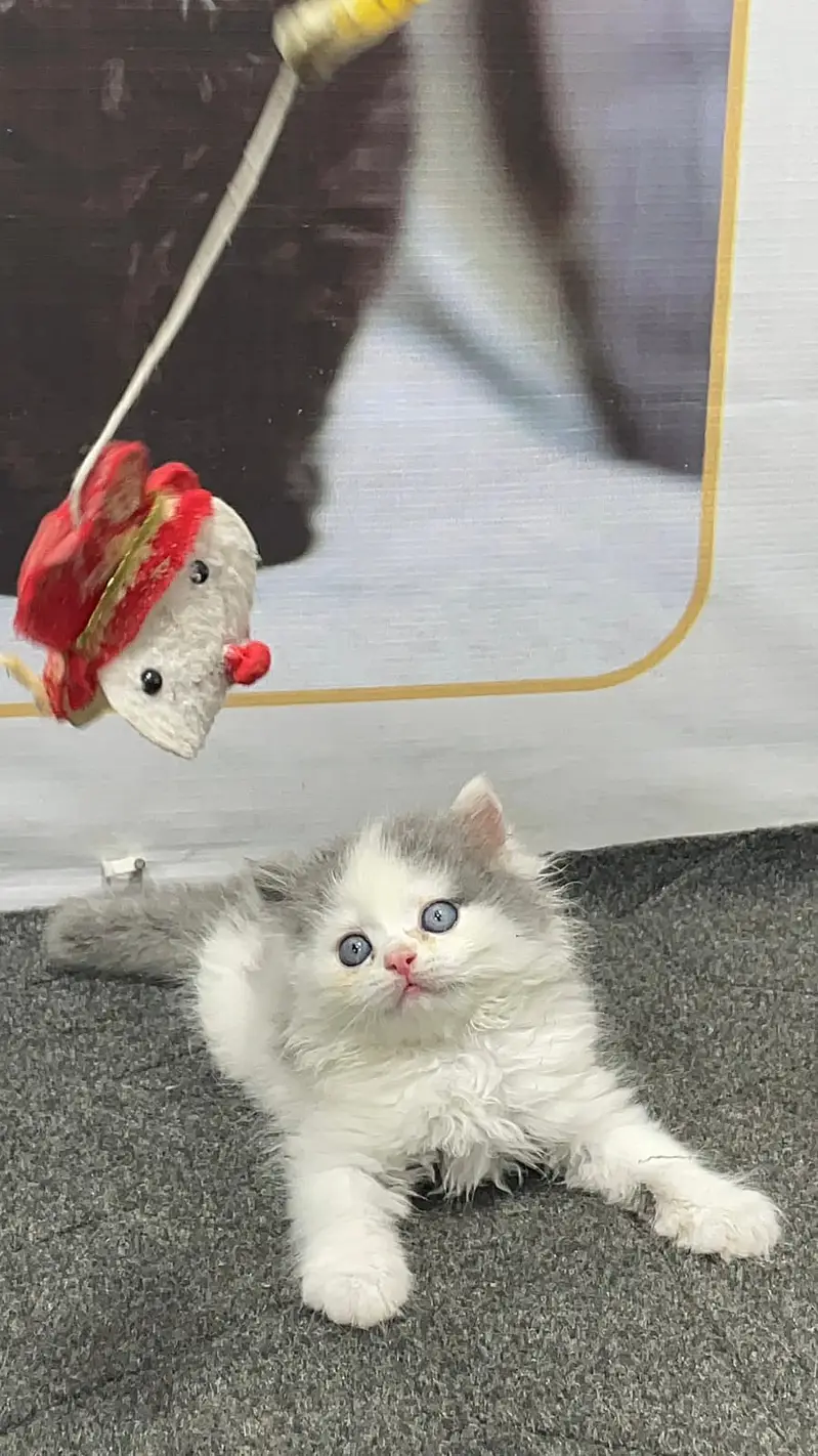 Parshion punch face kittens — photo 3