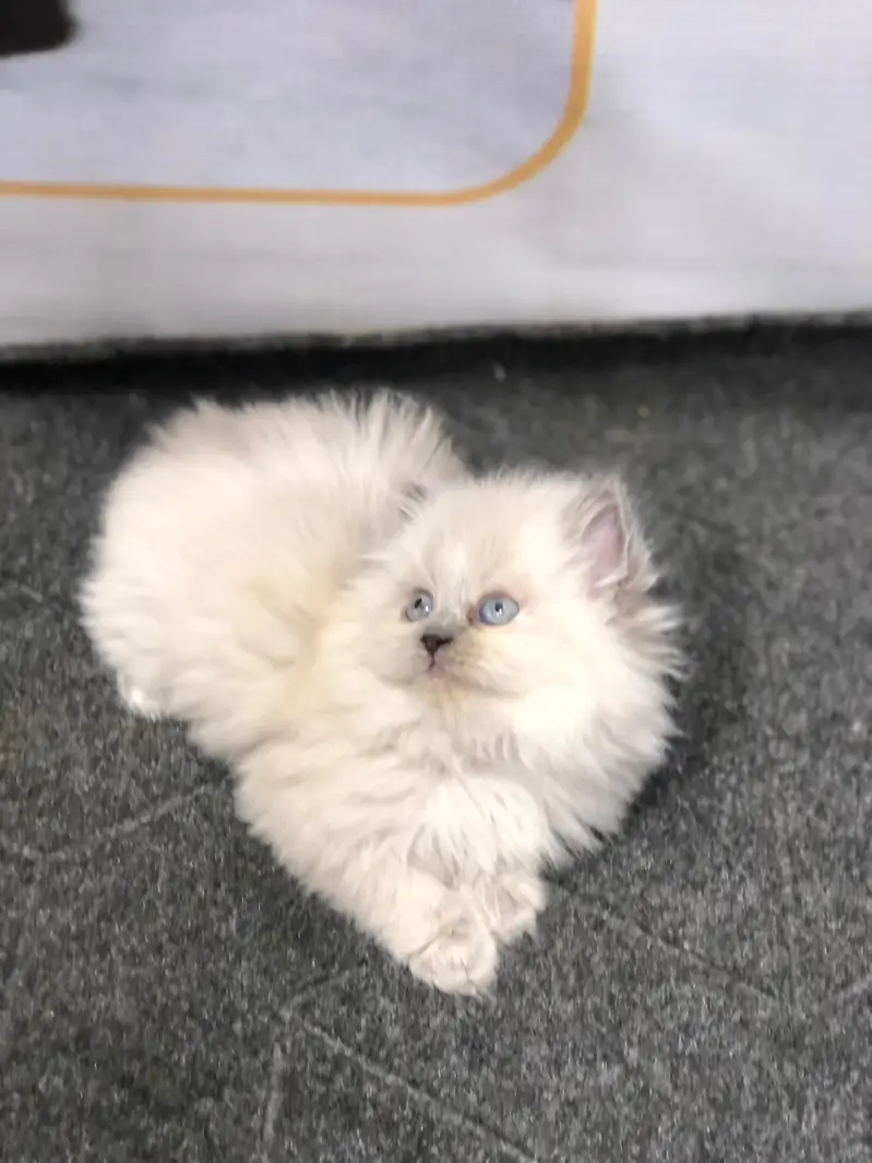 Parshion punch face kittens — photo 6