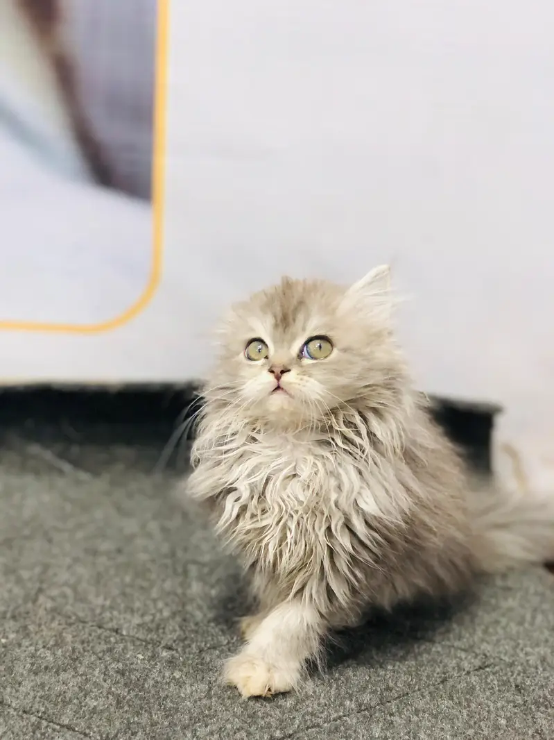 Parshion punch face kittens — photo 8