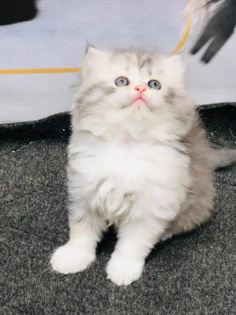 Parshion punch face kittens — photo 11