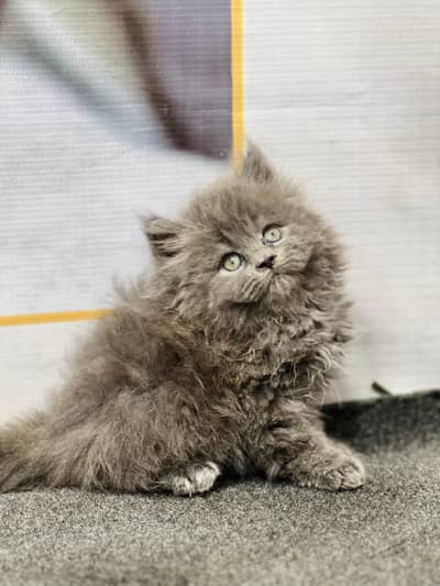 cash on deliveryparshion kitten cat male and female British