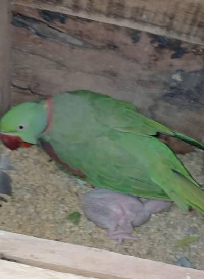Raw Breeder Pair