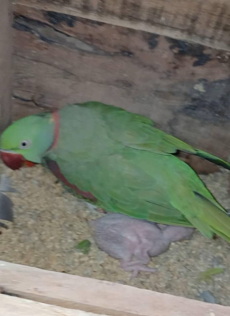 Raw Breeder Pair O32040352O3 0