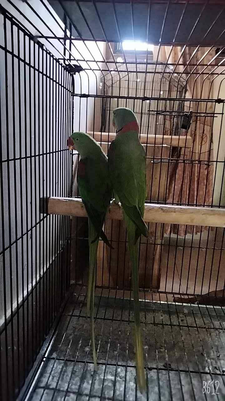 Raw Breeder Pair O32040352O3 1