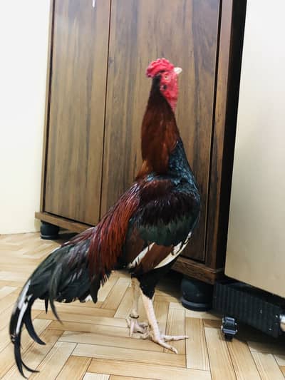 Aseel Mianwali Murga