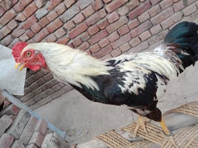 aseel murga mainwli bikul active ha location nanakana sahib 3482074829