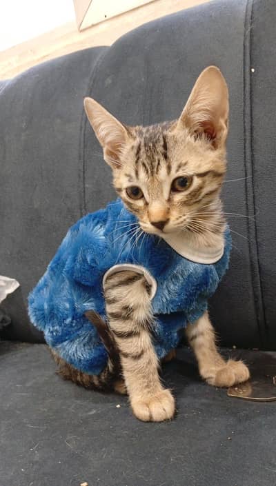 4 cats