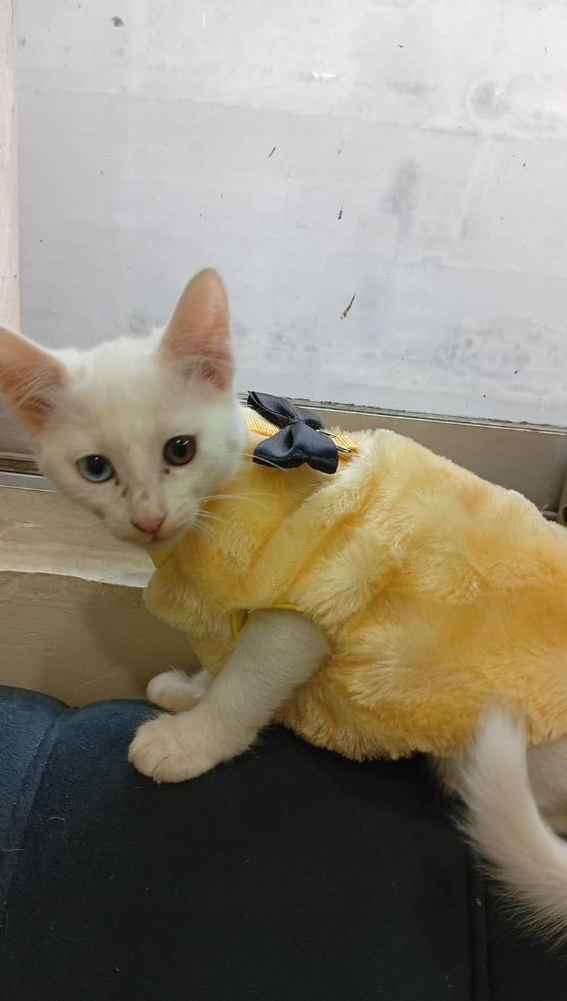 4 cats 1