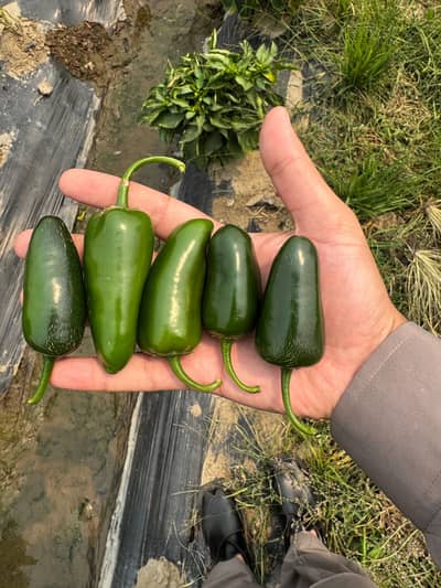 Jalapeno pickle company requires salesman