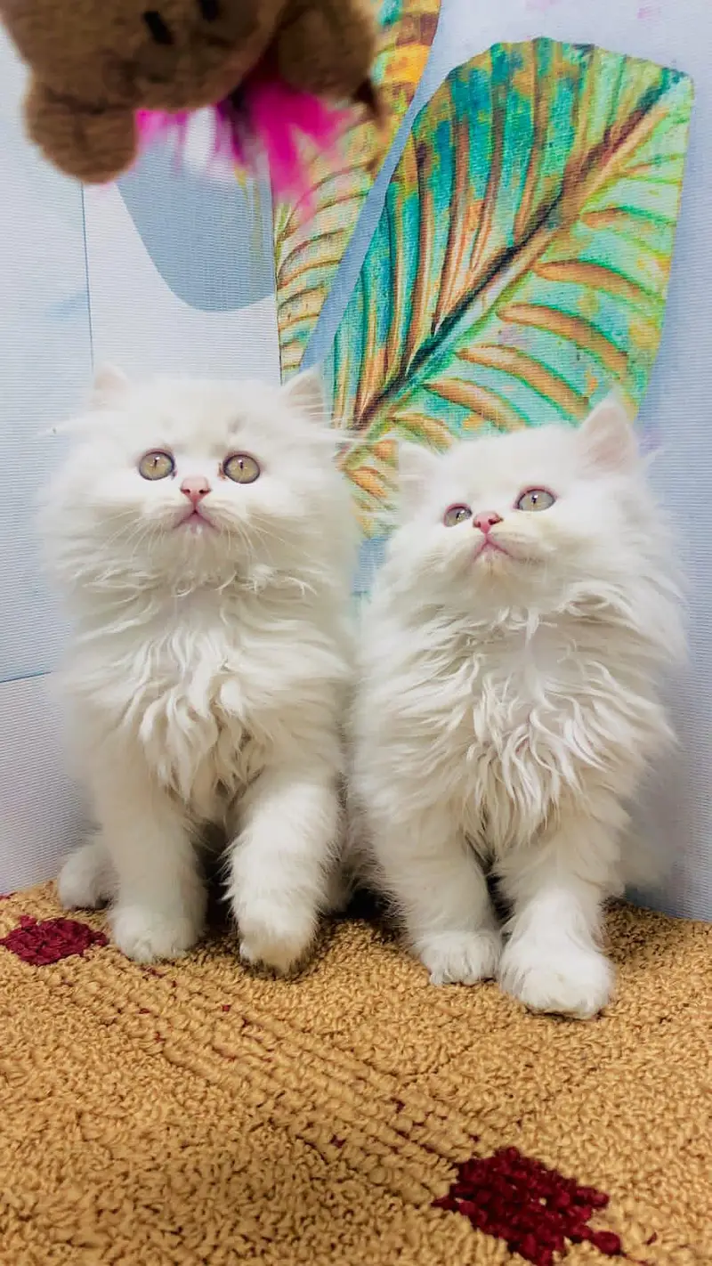 cash on deliveryparshion kitten cat male and female British — photo 12