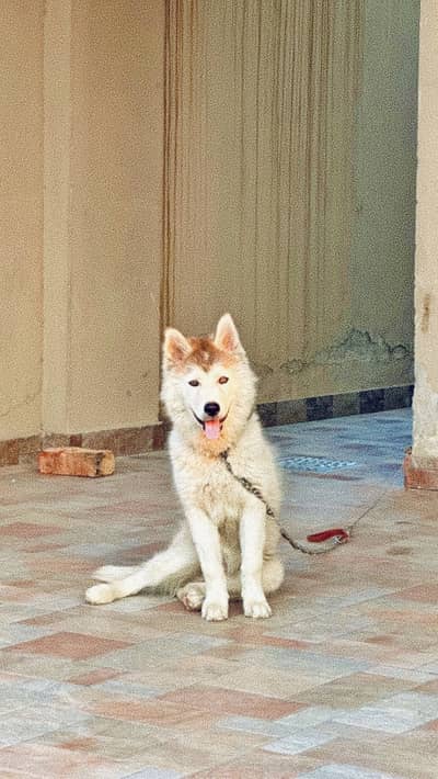 Siberian Husky Pedigree