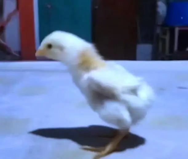 White  chicks aur  Black shamo chicks /Shamo AseelOh shamo | shamo egg — photo 5