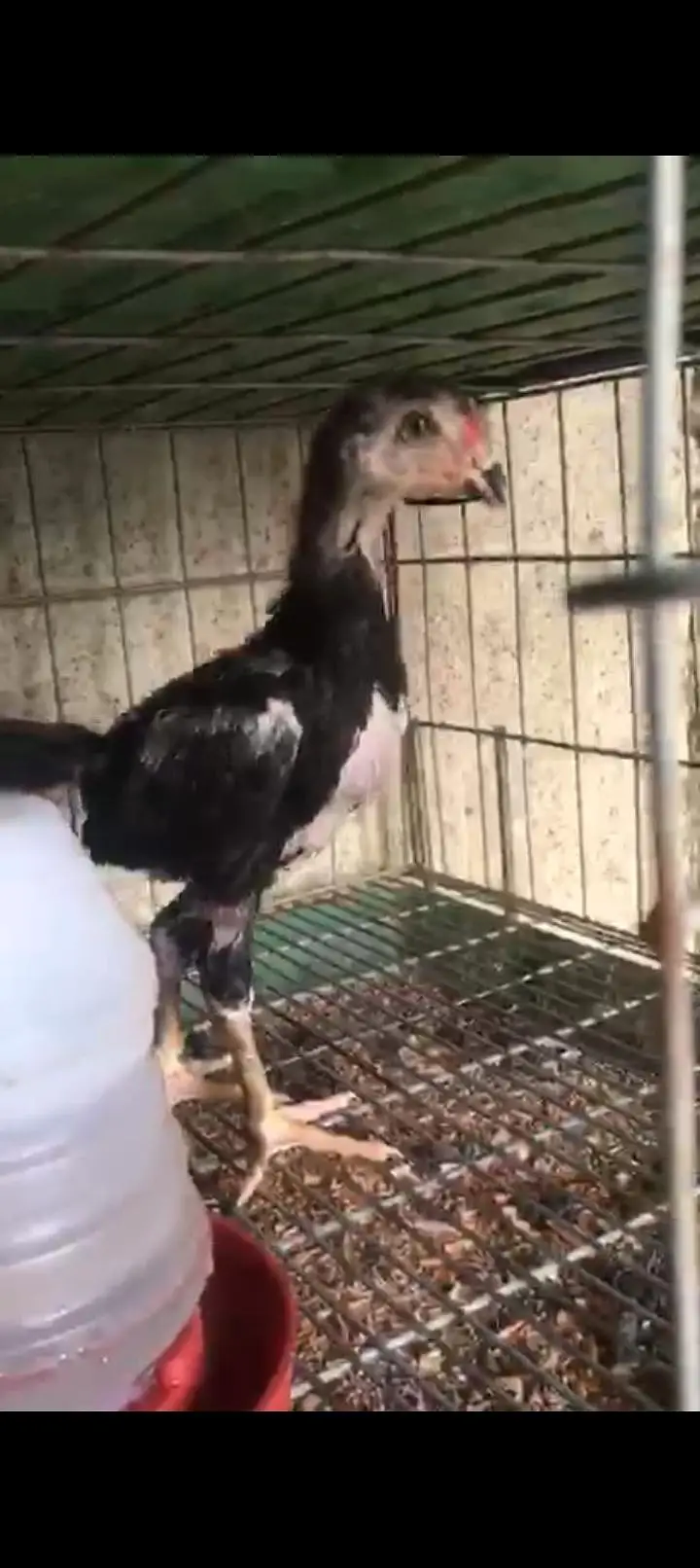 White  chicks aur  Black shamo chicks /Shamo AseelOh shamo | shamo egg — photo 6
