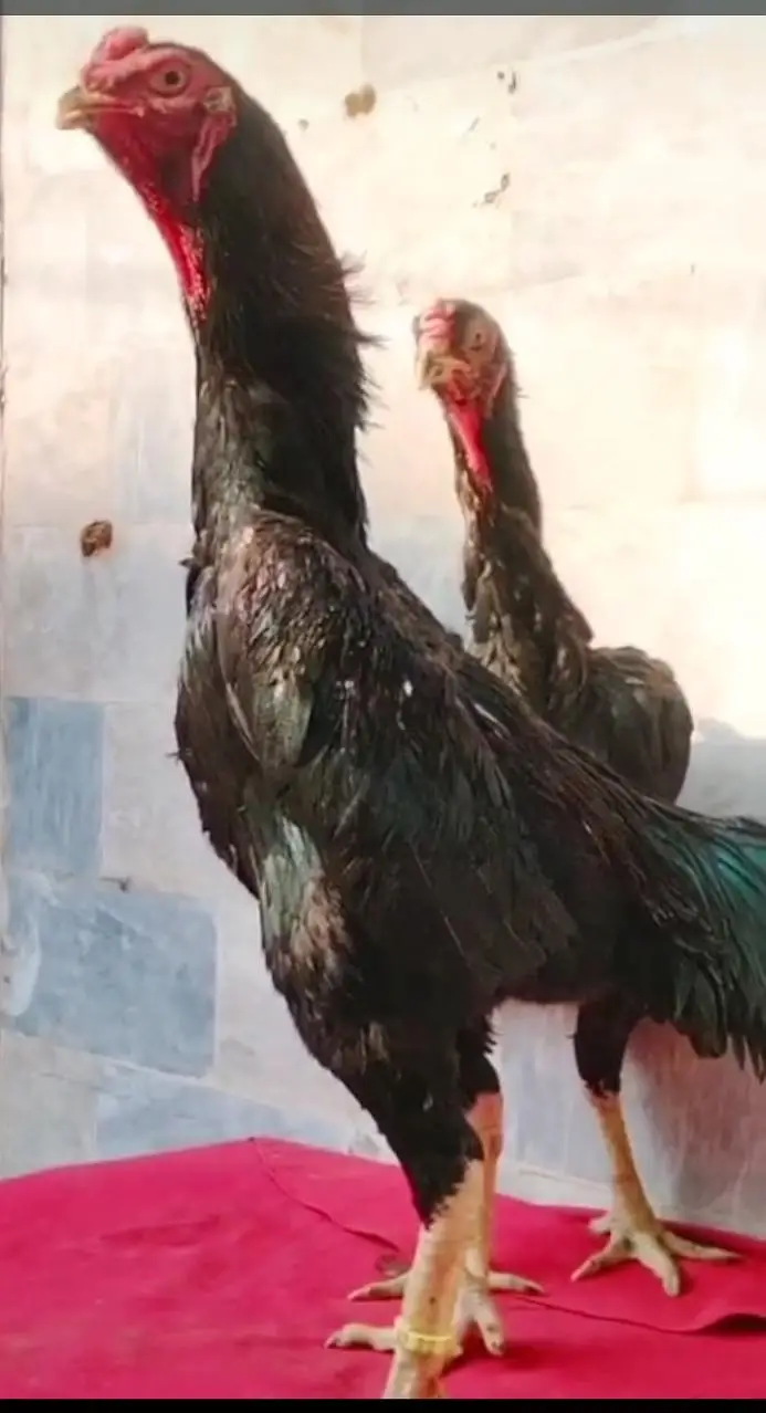 White  chicks aur  Black shamo chicks /Shamo AseelOh shamo | shamo egg — photo 7