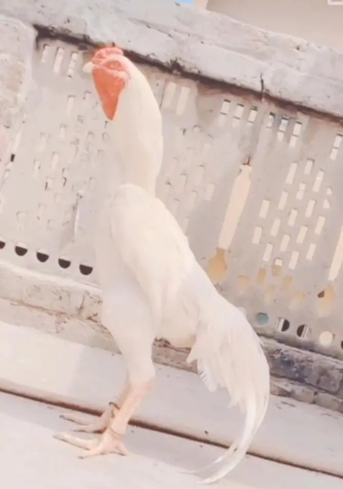 White  chicks aur  Black shamo chicks /Shamo AseelOh shamo | shamo egg — photo 8