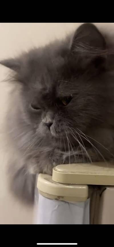 Male Cat for Sale – Healthy & Active  Description: Deription: