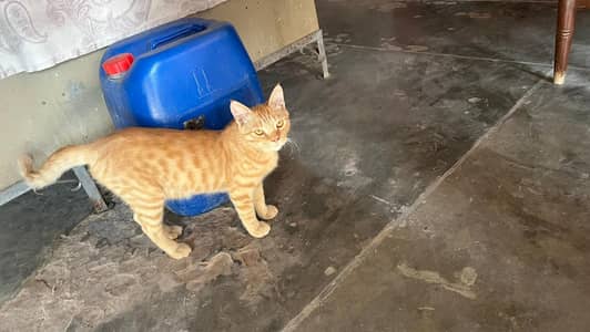 Persian cat
