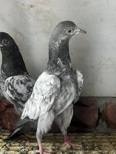 Available | Teddy, Golden, Kamagar & Ferozepur with chick