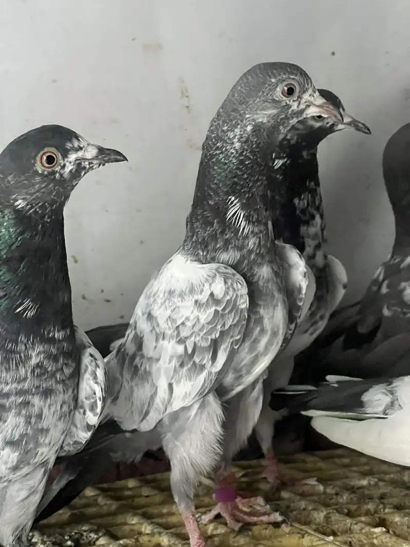 Available | Teddy, Golden, Kamagar & Ferozepur with chick — photo 2