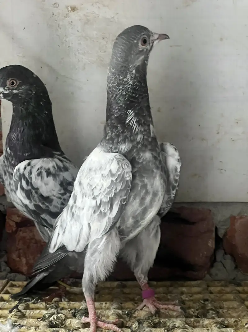 Available | Teddy, Golden, Kamagar & Ferozepur with chick — photo 3