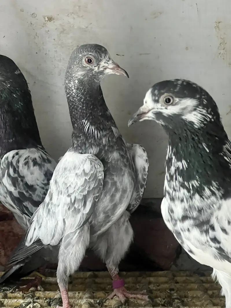Available | Teddy, Golden, Kamagar & Ferozepur with chick — photo 4