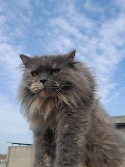 Triple Layered Persian Cat for sale in Lahore.