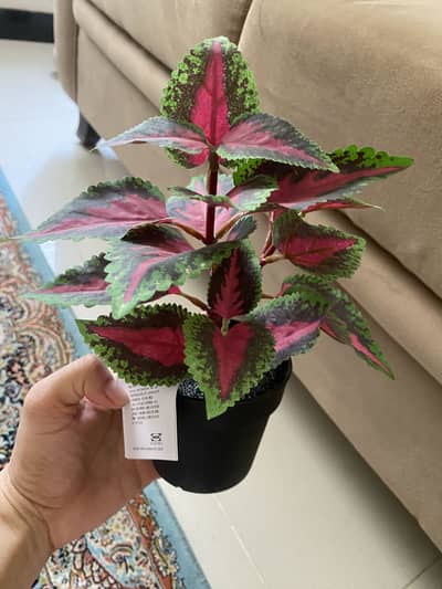 Artificial plant