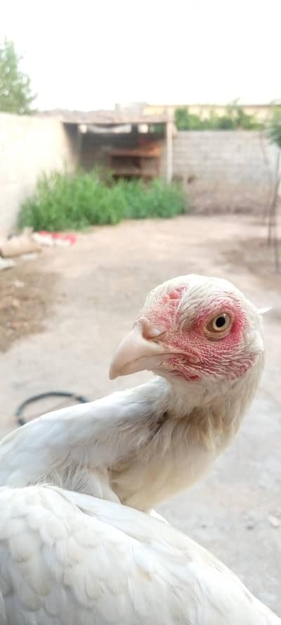 Heera madi for sale