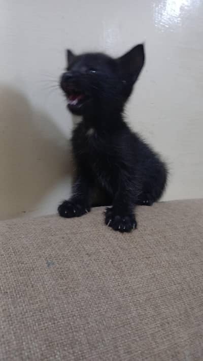2 kittens brother and sister for adoption