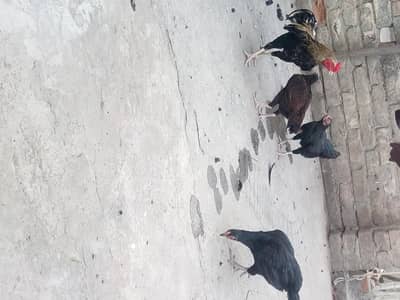 3 murgiya 1 murga