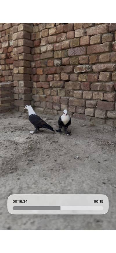 Chotidar Karblai