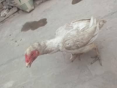 Pure White Silkie Hen For Sale - Healthy & Active - Show Quality Look