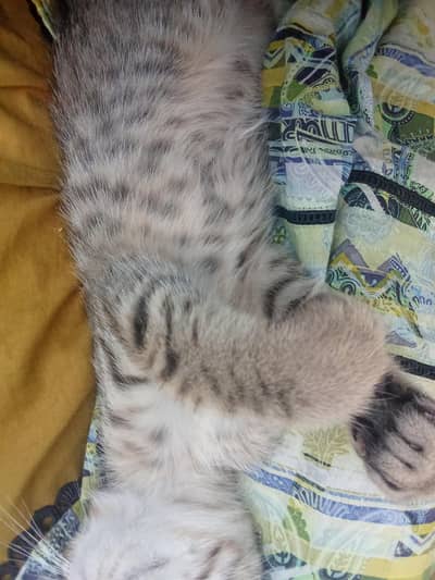 Healthy & Playful Cat for Sale | Friendly Pet Cat 