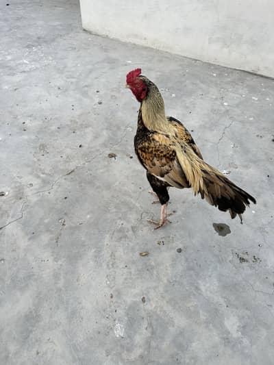 Aseel murga for sale