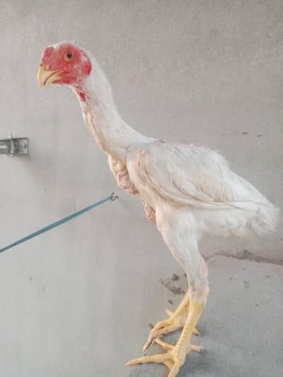 white shamo patha