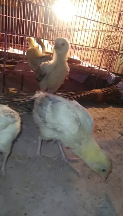 Shamo and sindhi cross aseel high quality chicks