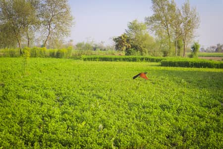 Ideal 4 Kanal Land For Farmhouse, Dairy Farming & Cattel Farming At Link Samundri Road Faisalabad Punjab