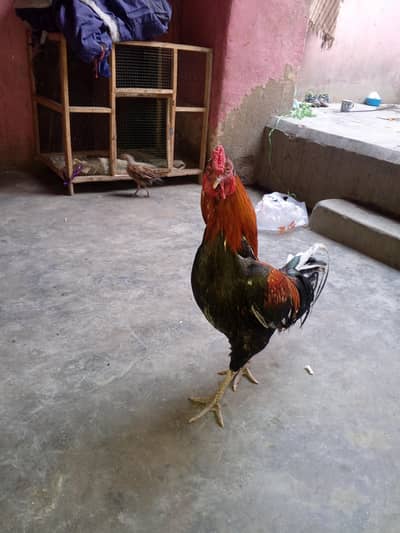Murgha bechna hai