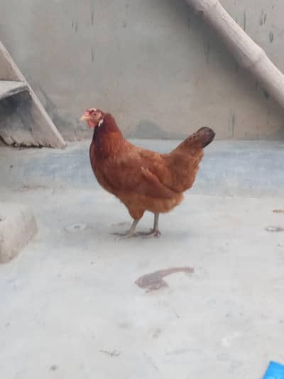 4 female 1 male  sari Andy de rhe he Roz k 4 egg collect karta ho