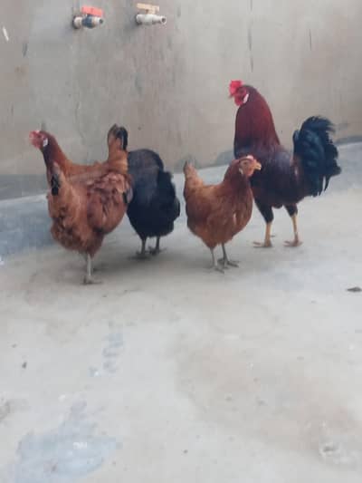 4 female 1 male  sari Andy de rhe he Roz k 4 egg collect karta ho