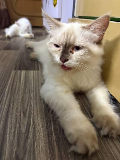 Persian kitten and Cat